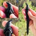 Carved wooden hair stick with black raven, Gothic hair stick